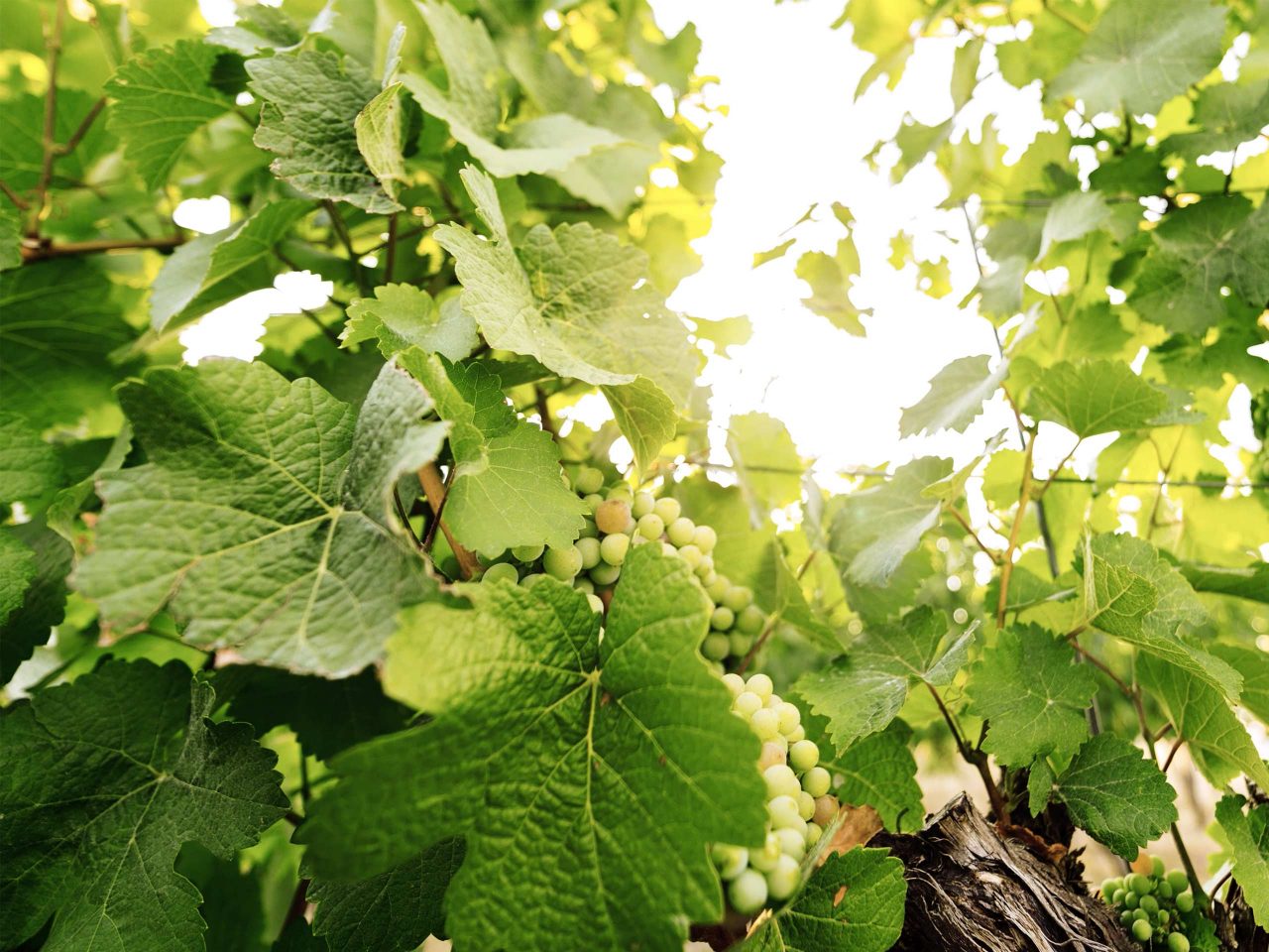 Weinreben Winzervereinigung Freyburg